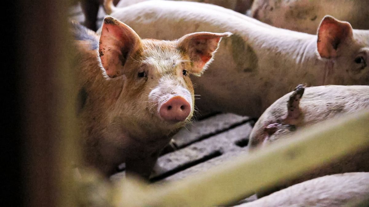 €20m for Danish pig farmers to improve animal welfare