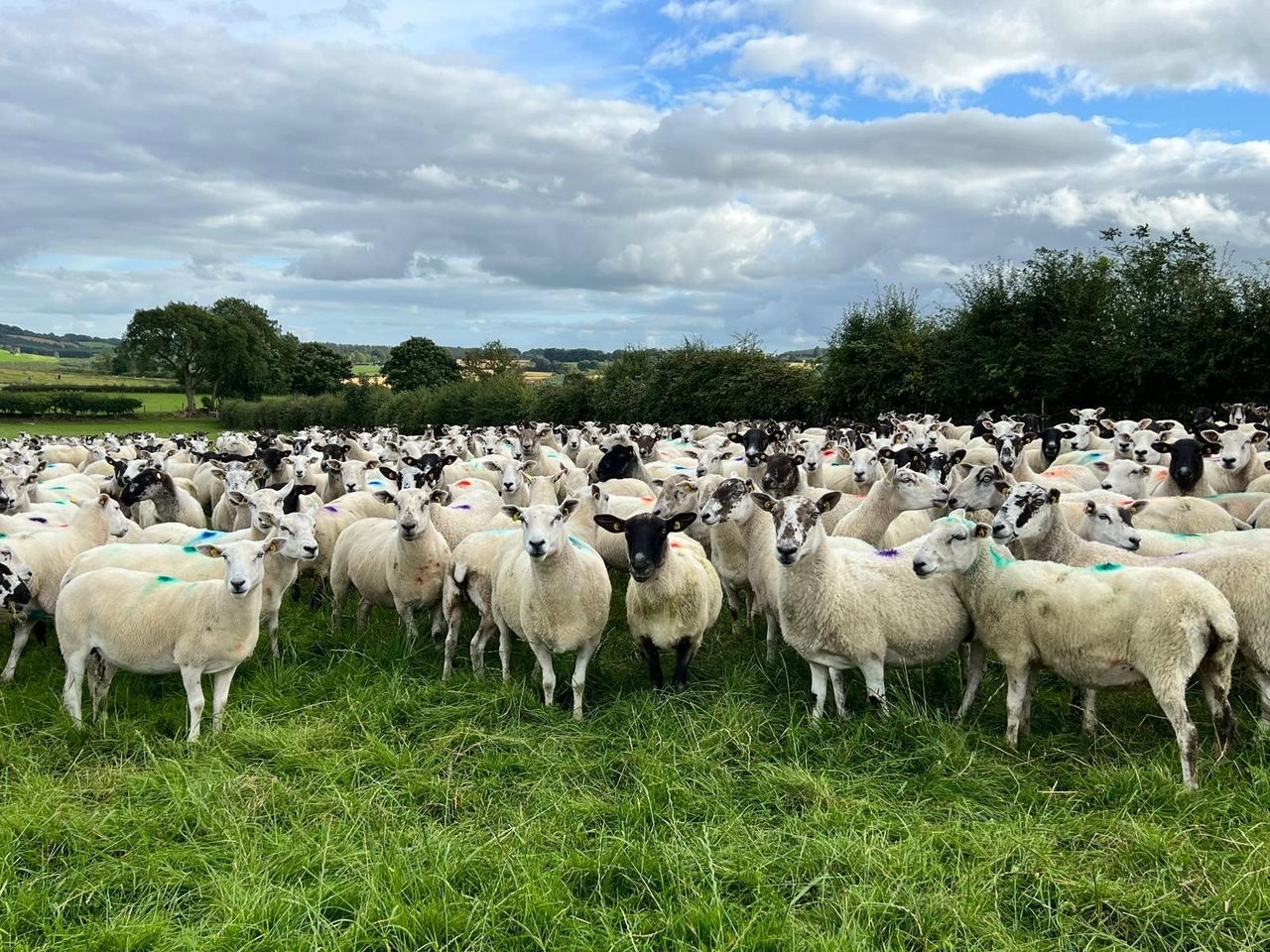 Well-known Westmeath flock to be dispersed at Delvin Mart