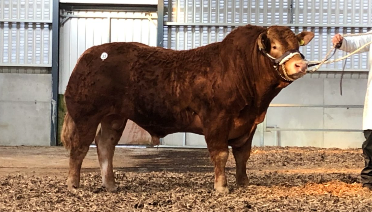 Limousin Society bull sale set for Elphin this Saturday
