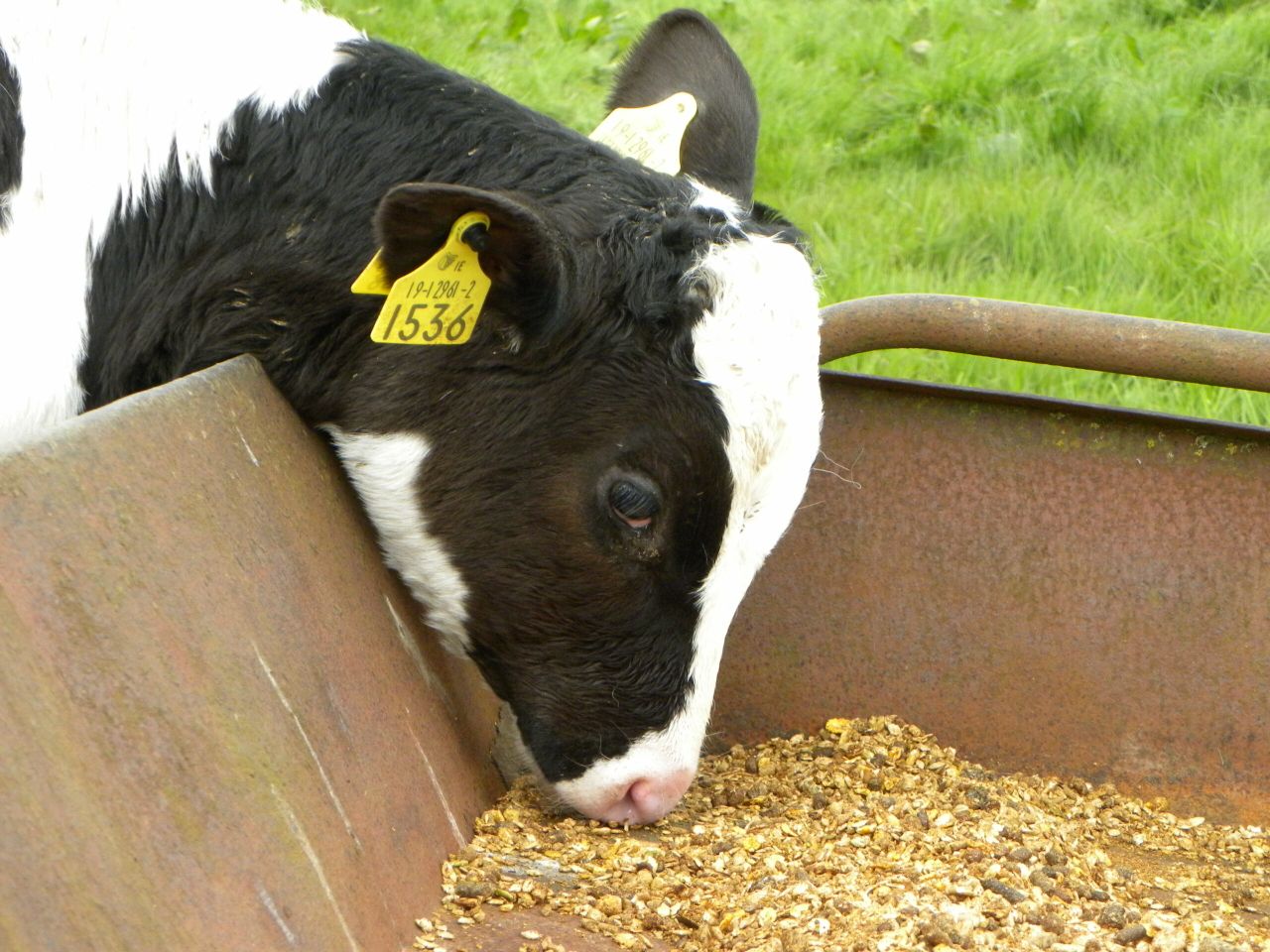 Dairy farmers see Spanish straw as 'highly suited' to calf diets - expert