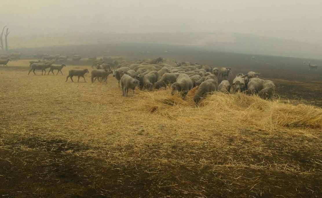 Sheep dog saves flock from wildfire blazes in Australia