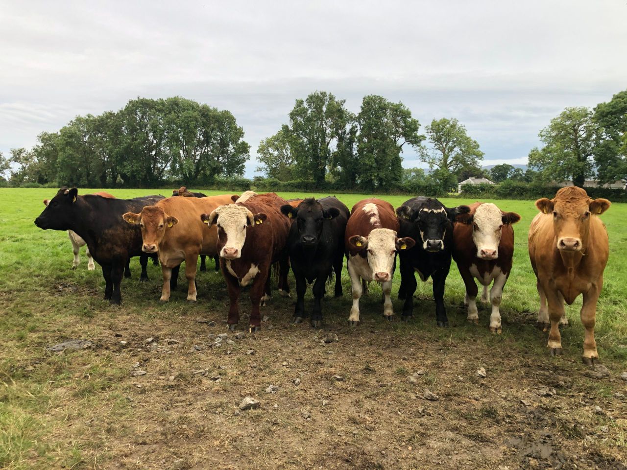 Nolan: 'Going organic with less cattle can boost beef farm incomes'