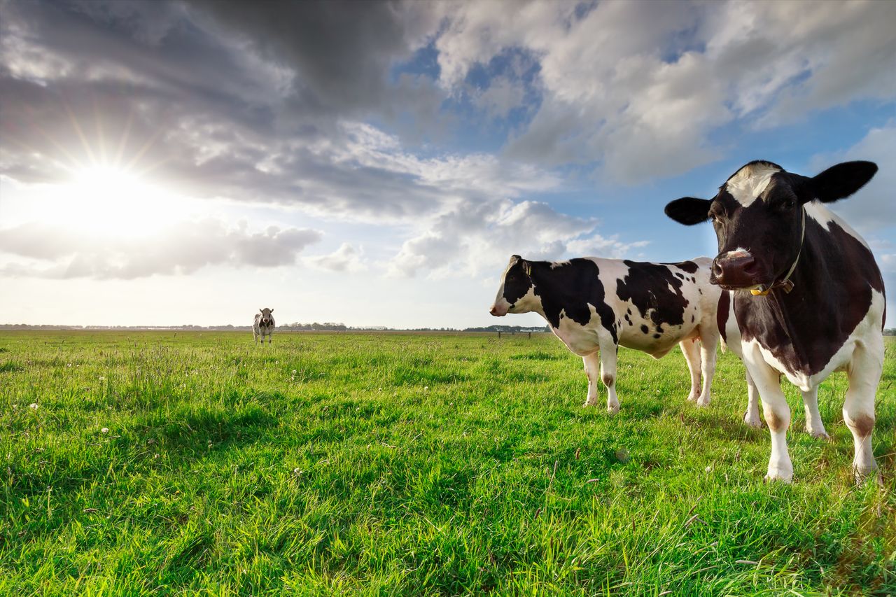 European Food Safety Authority reviewing Bovaer data