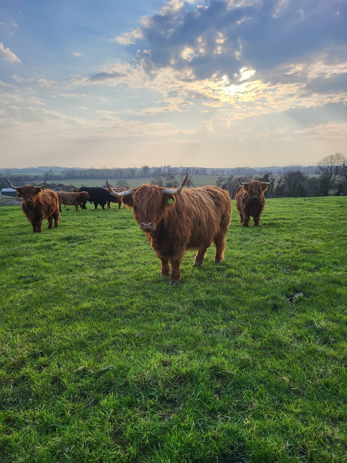 Kildare farmer finds new market selling Highland beef online
