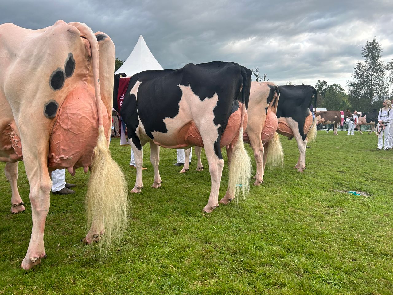 Strong pedigree behind this year's Baileys Cow champion
