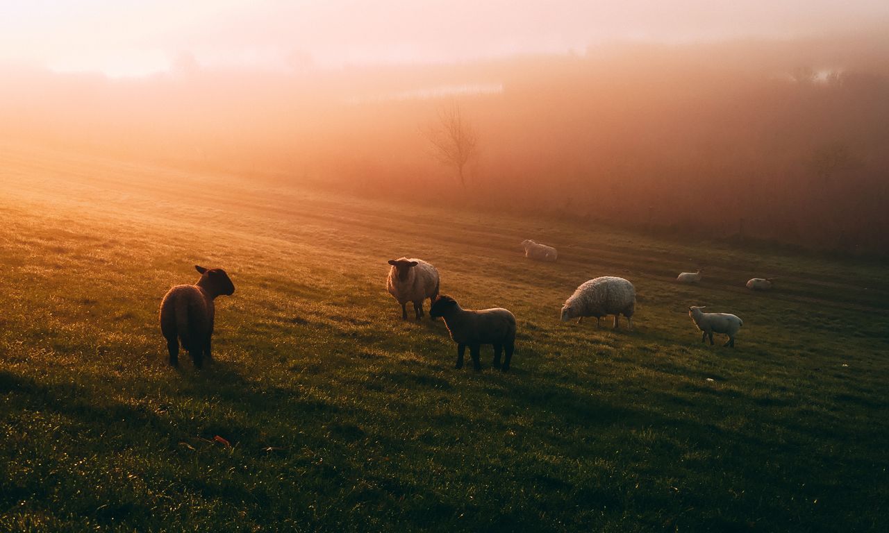 Farmers urged to get sheep census forms submitted on time