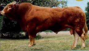 Pedigree world: A Limousin bull with a lasting impact