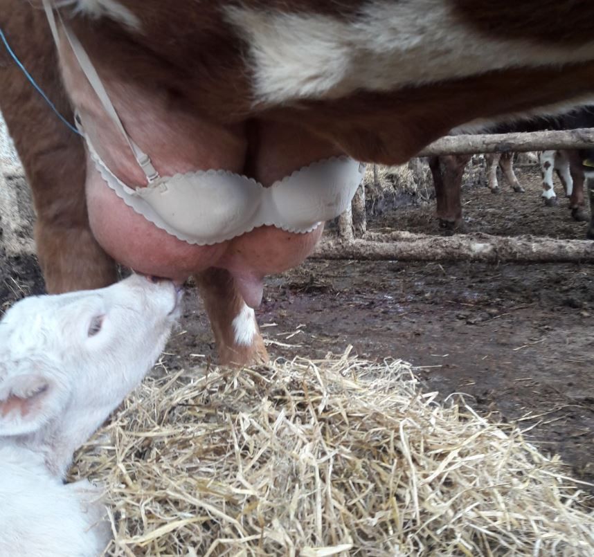 Pics: Farmer modifies bra to help calf suckle