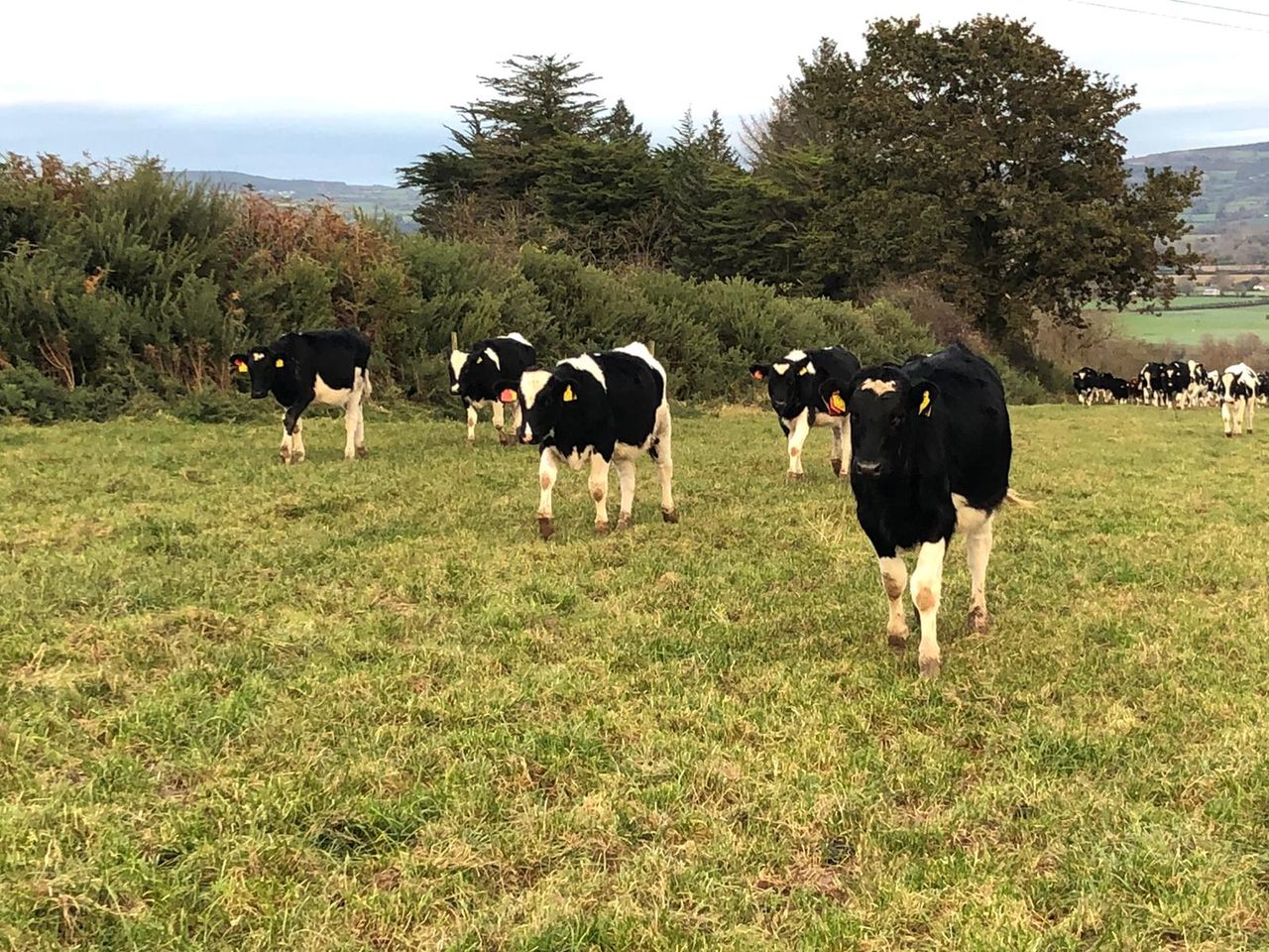 Managing replacement weanling heifers this winter