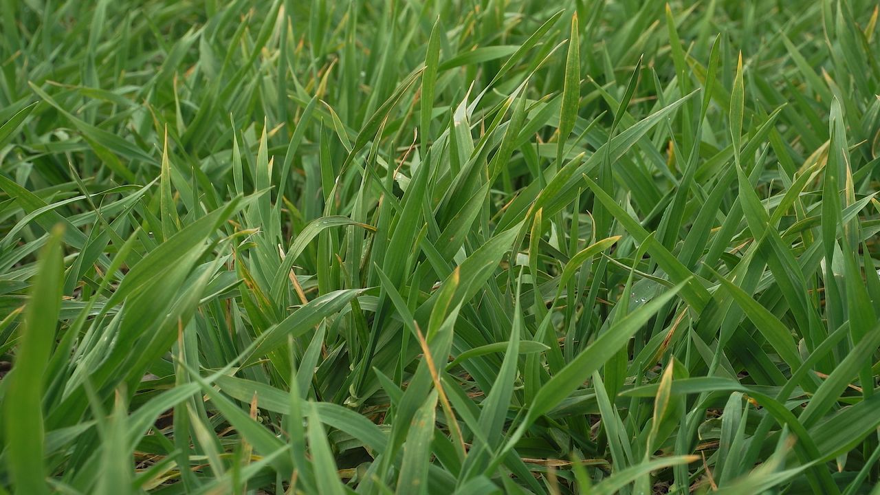 Crop establishment – there is no room for error