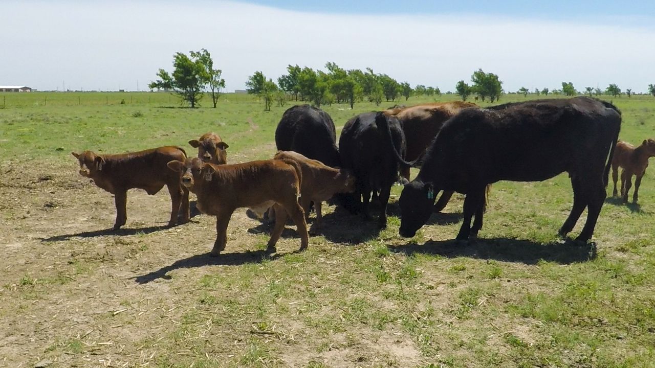 Beef focus: A feed bill of $10,000/month to deal with a 20-month drought in the US
