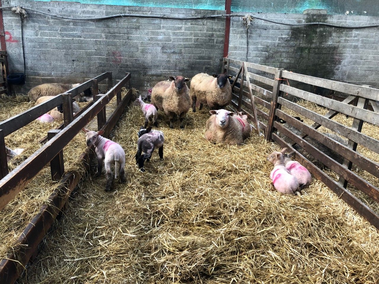 Straw and lime: The key barriers to prevent the spread of disease this lambing season