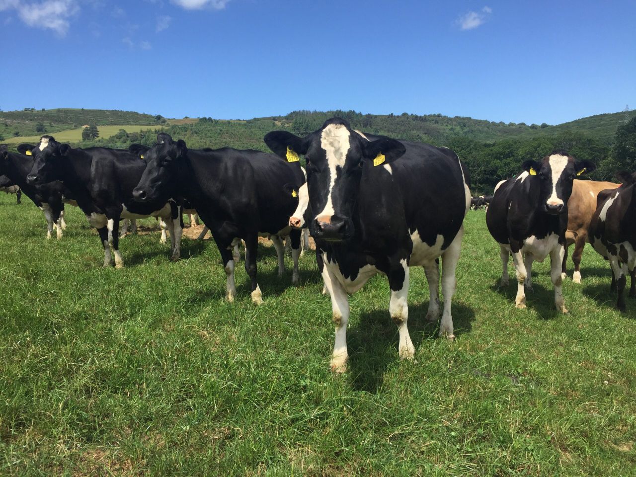 Dairy focus: Keeping efficiencies to the fore when moving from 165 to 275 cows