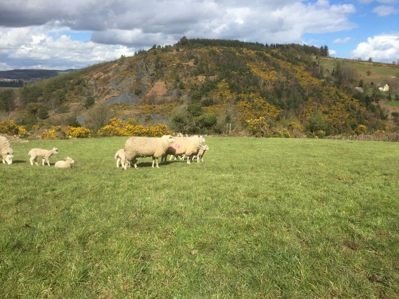 Sheep kill: Hogget numbers tighten but spring lamb throughput jumps again