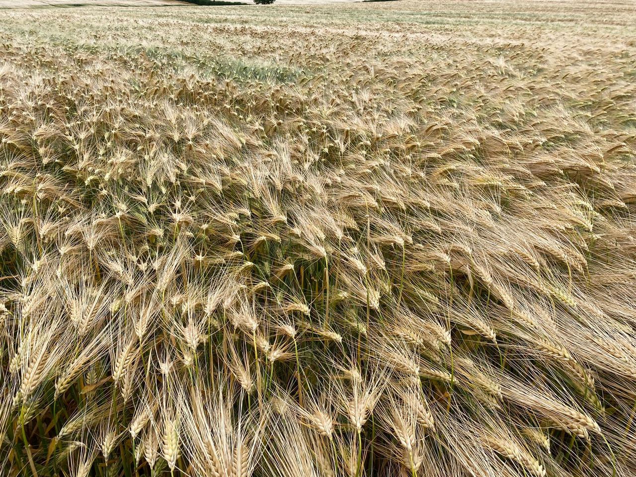 Revising seed rates in tricky conditions