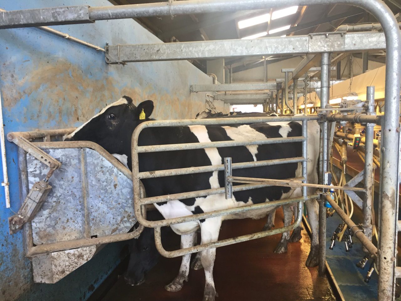 'Aim to maintain the lactation curve for the remainder of the year'