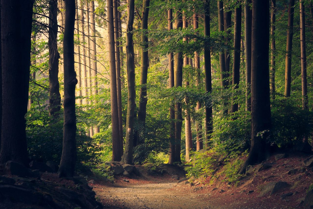 Coillte 'kept ministers involved' in its forestry plans