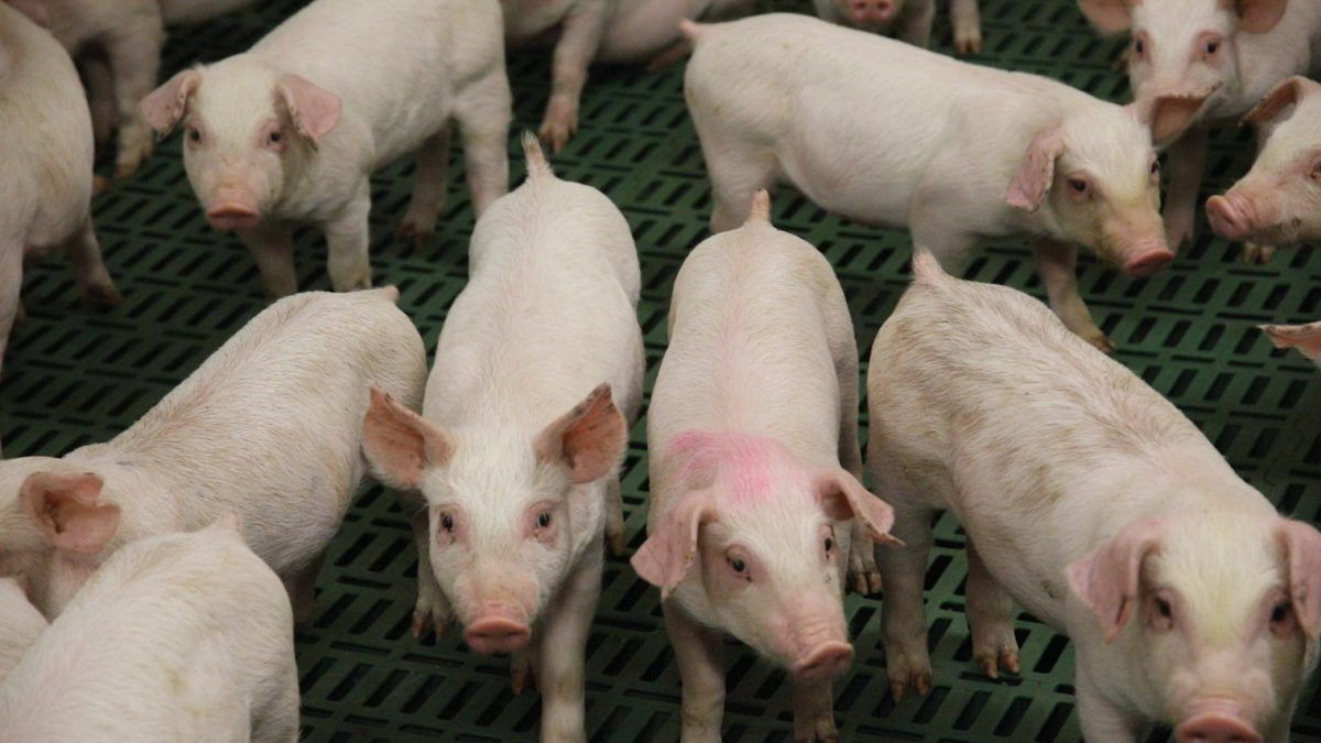 279 swine herds account for 97% of all pigs nationwide