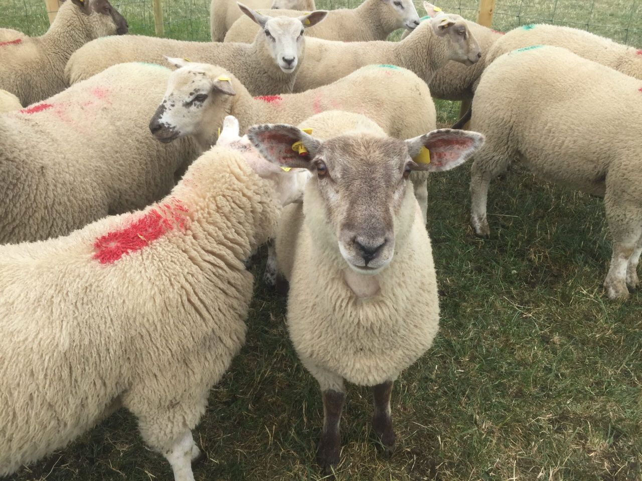 ‘It’s all about numbers’: Spring lamb trade continues to remain under pressure