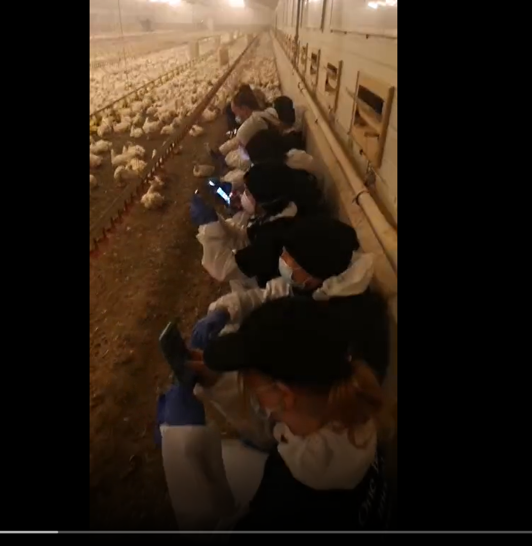 Animal rights activists target Armagh poultry farm