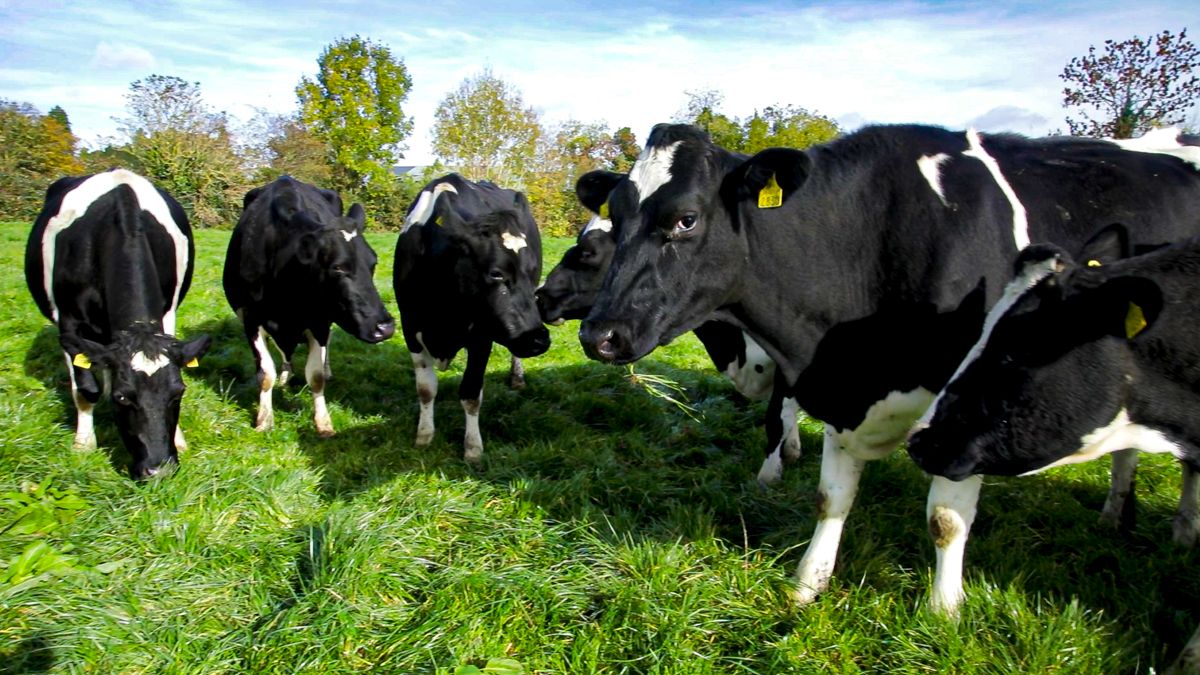 Irish emissions from manures and fertilisers 'continue to rise' - but at 'slower rate'