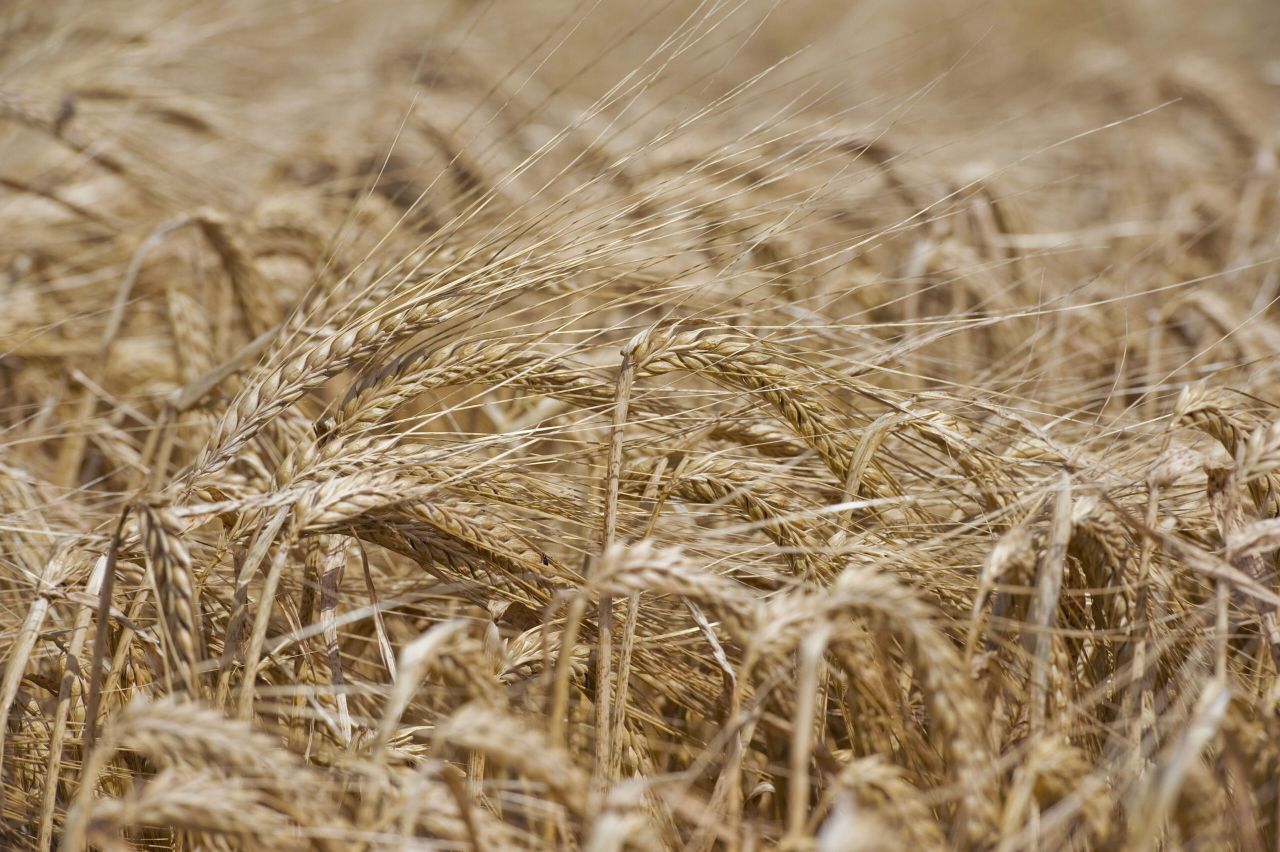 IFA to propose price deal to malting growers tonight