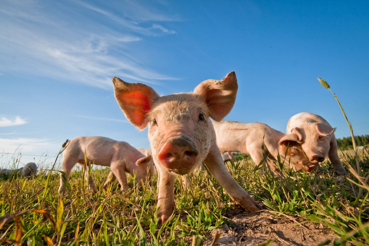 Maintaining growth in pigs weaned from large litters