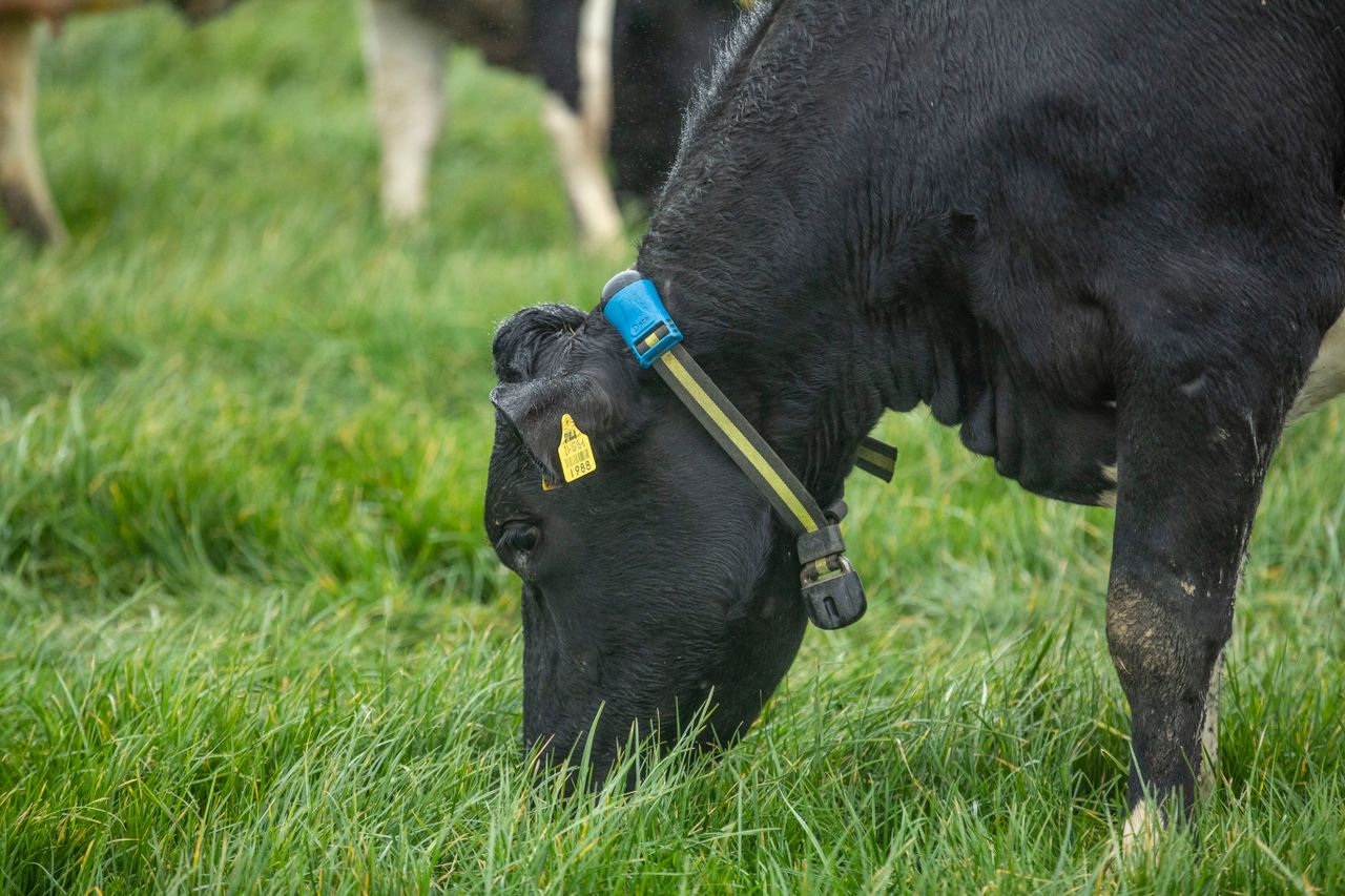 Partners in Reproduction Series: Sexed semen and synchronisation
