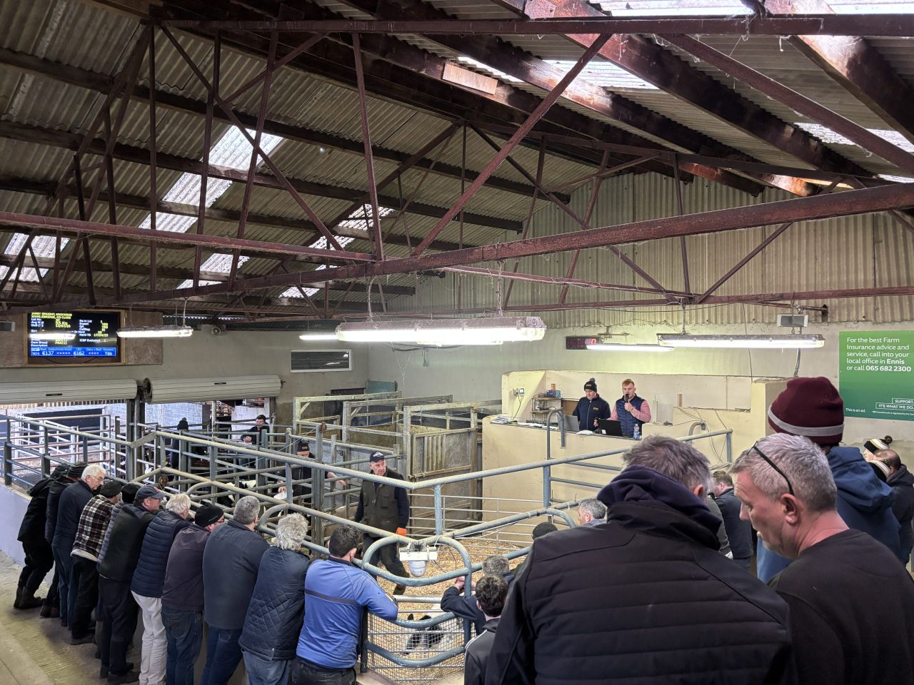 Watch: Friesian bull calves making over €400/head in Sixmilebridge