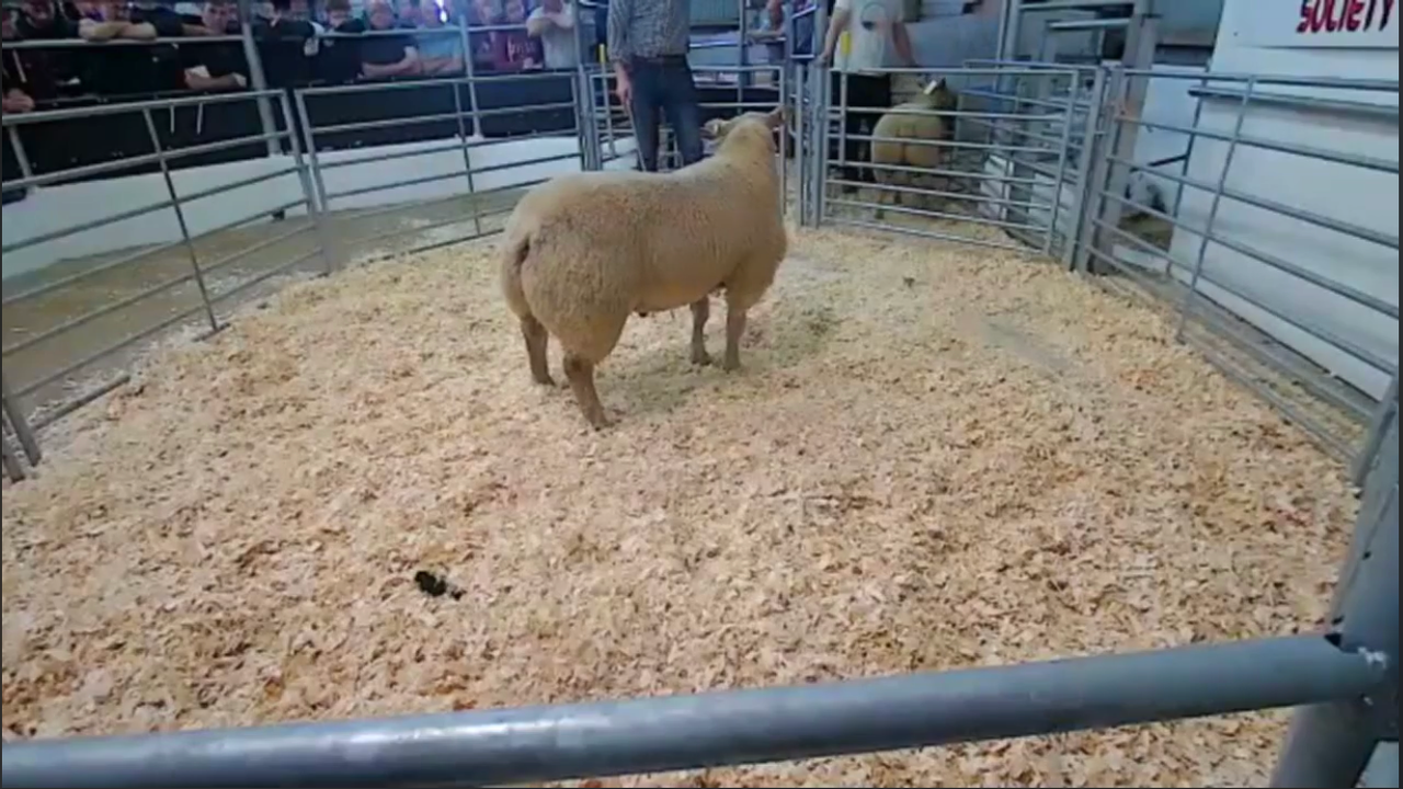 Video: Big Boy Ram Sale tops €2,000