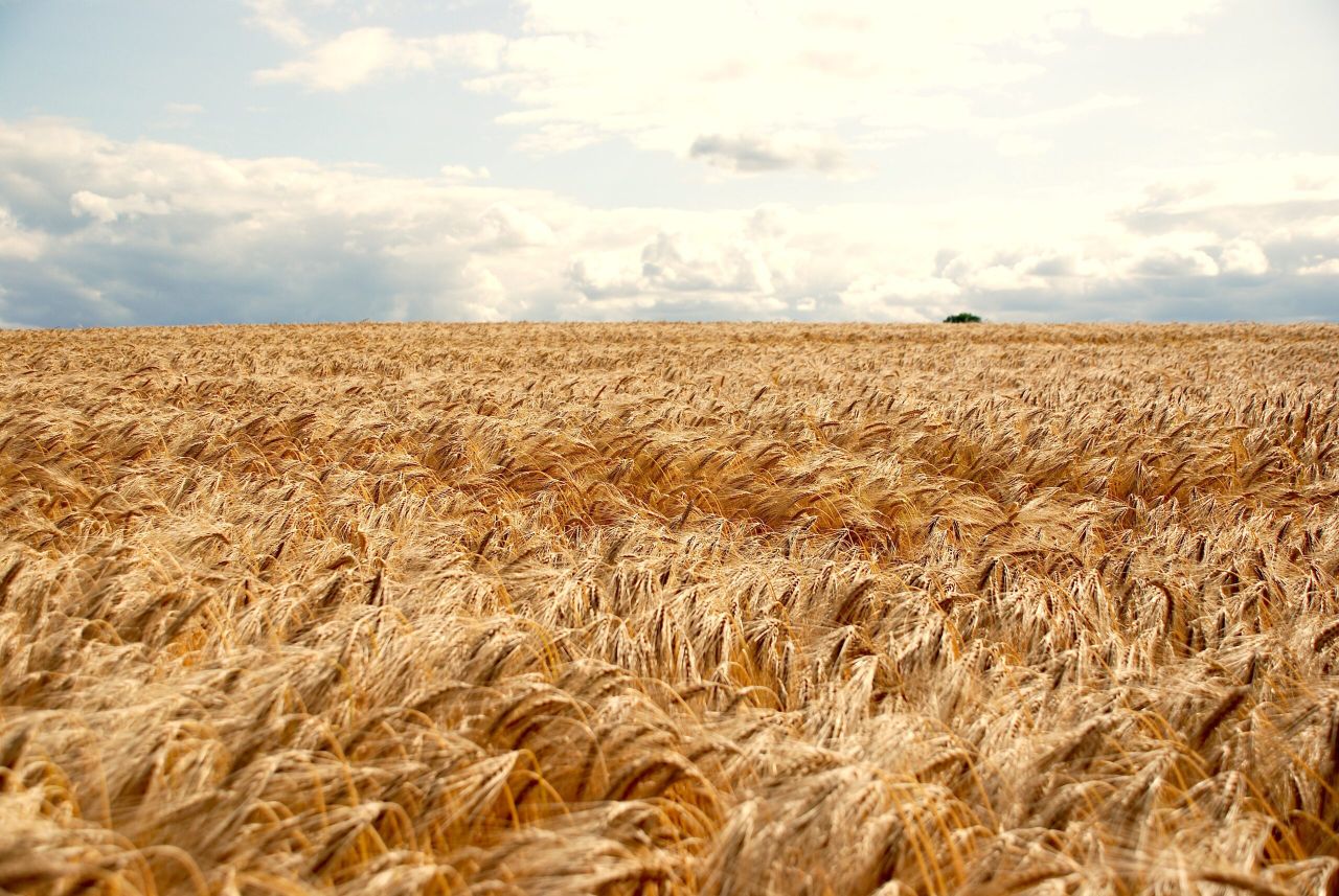 Would you like to win 5ha of Belfry hybrid barley seed?