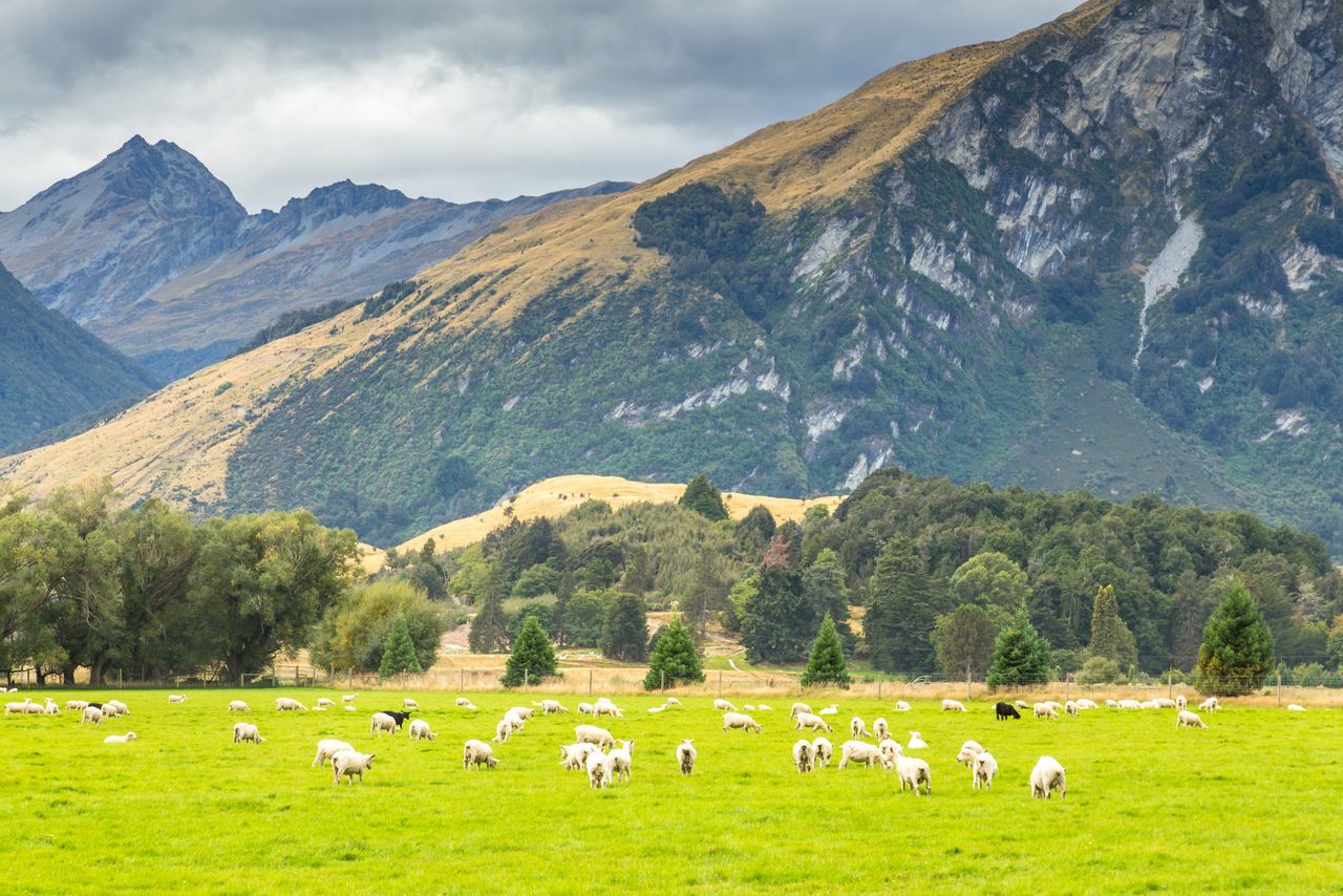Dawn Meats NZ deal is a 'win-win for Irish farmers' - chief executive