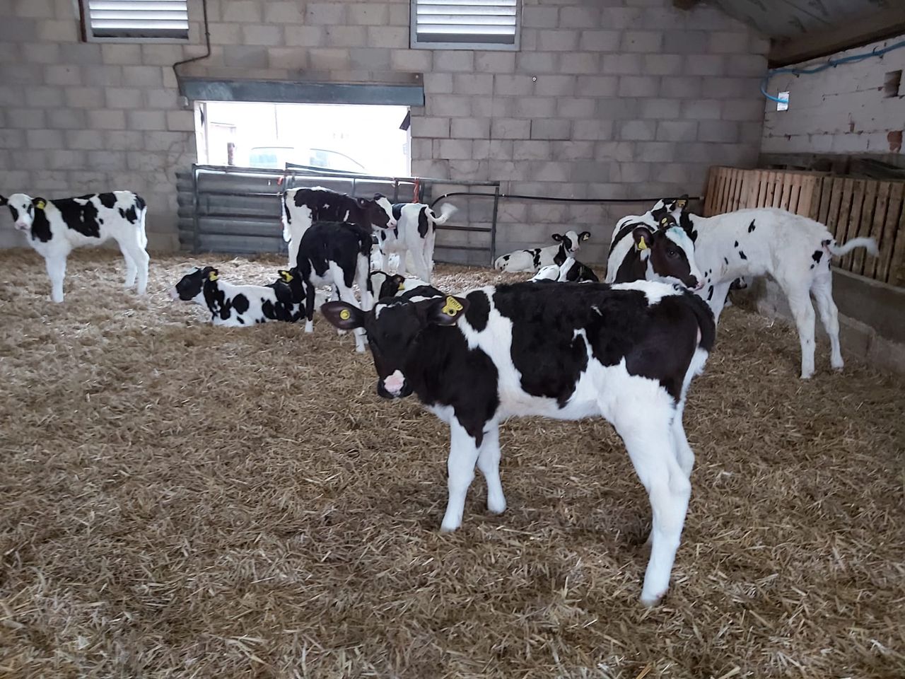 High genetic merit heifers on 800g of a skim-based calf milk per day. Image source: Bonanza Calf Nutrition