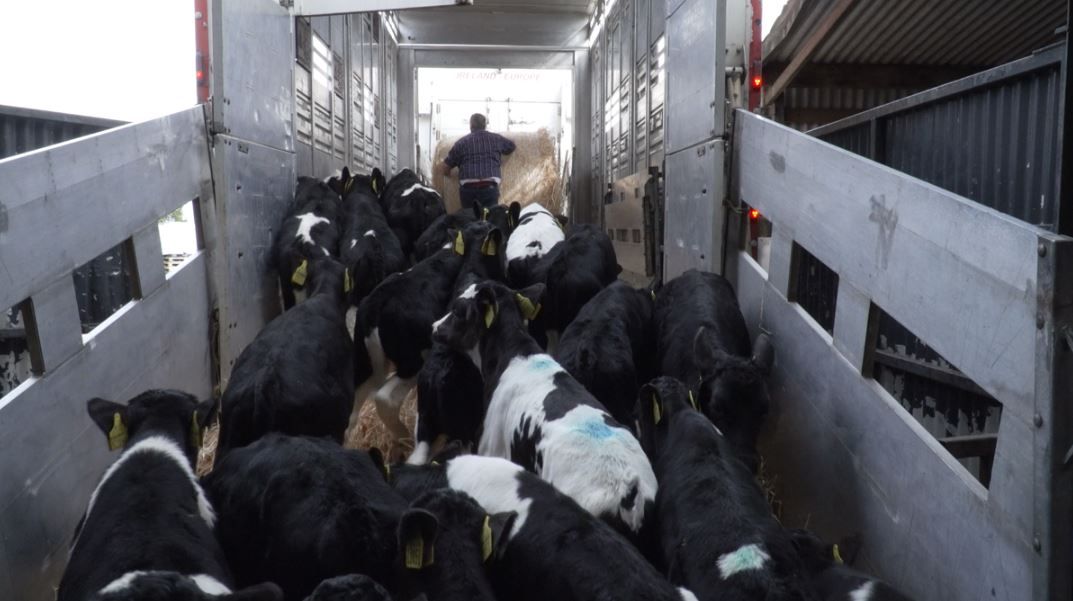 Calf export trade hit with delays at some EU borders