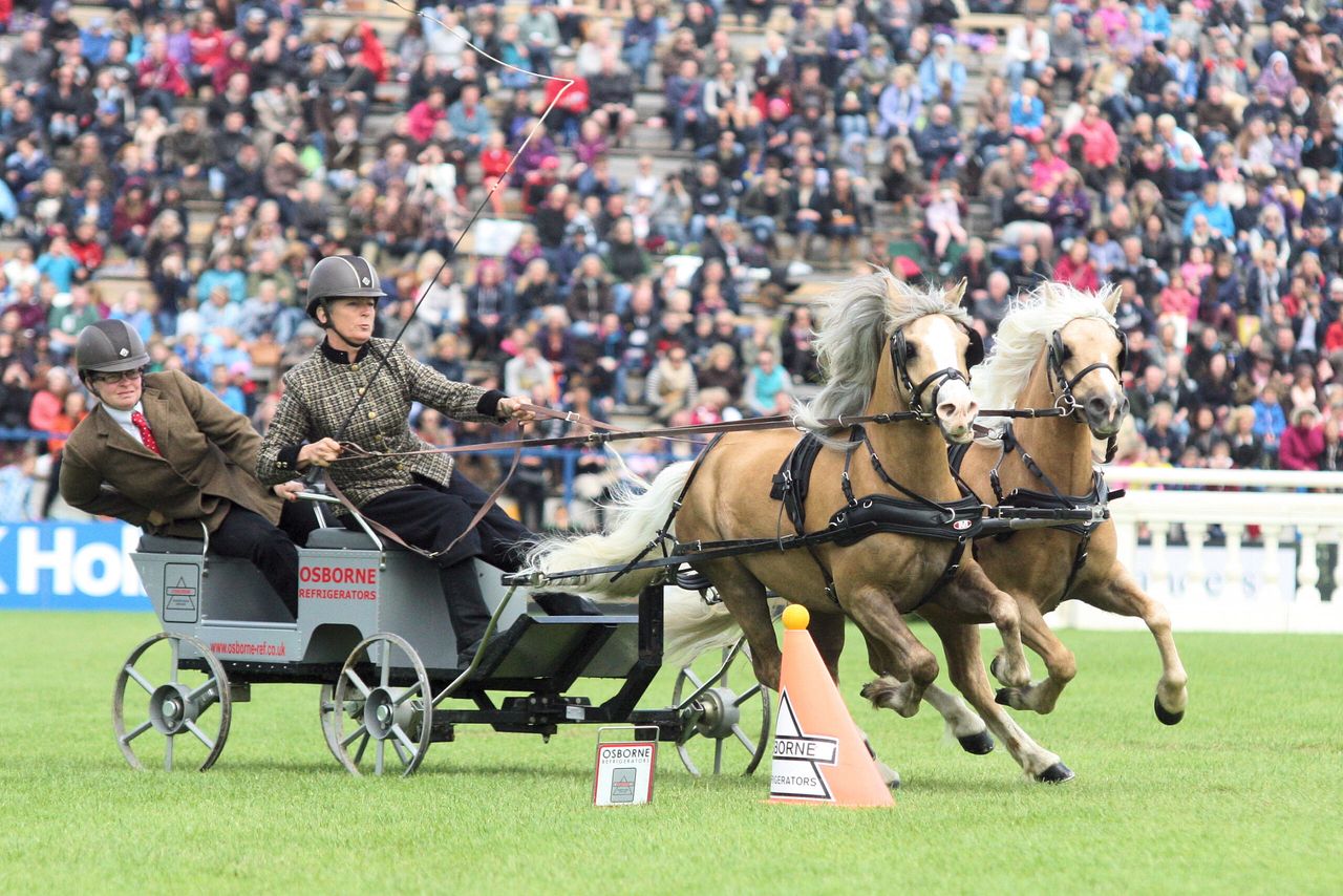 20,000 a day attend Dublin Horse Show