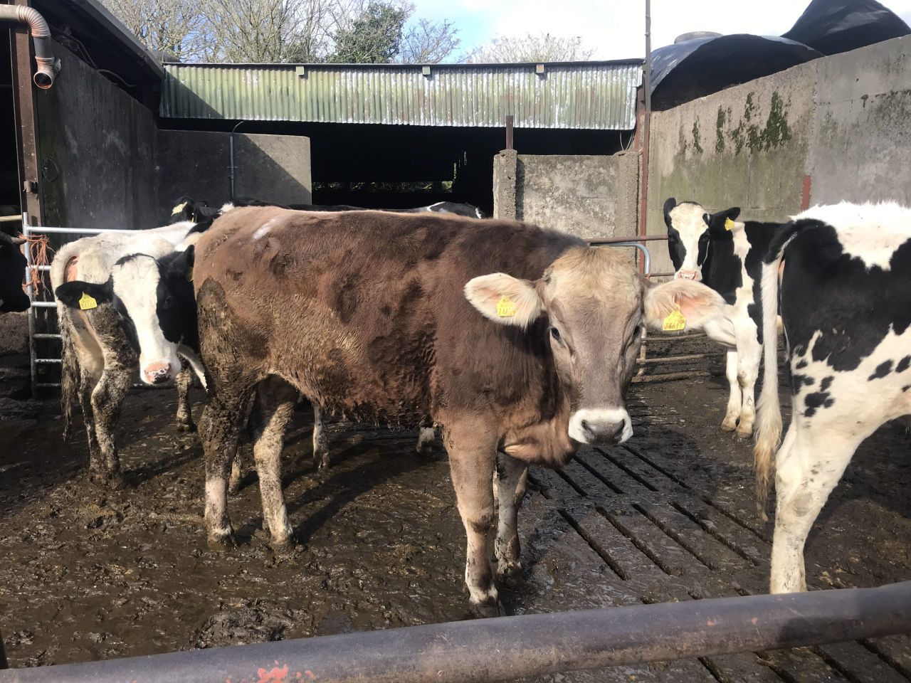 Dairy Focus: 16 years with Brown Swiss cows at Coolacork