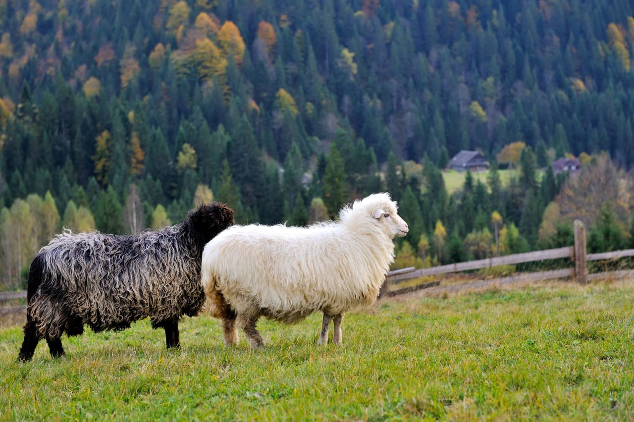 4 in court in Romania over €2.2m fraud for pastures