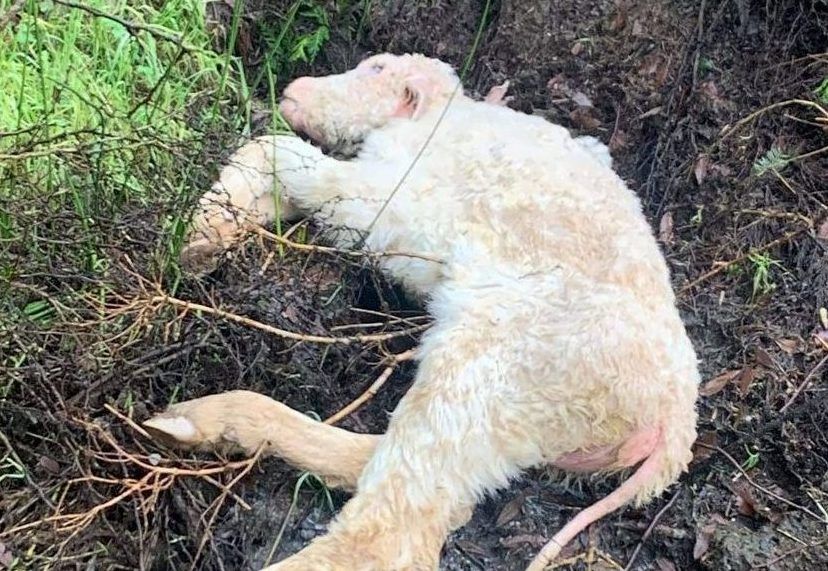 Anger from locals after dead calf dumped in Donegal