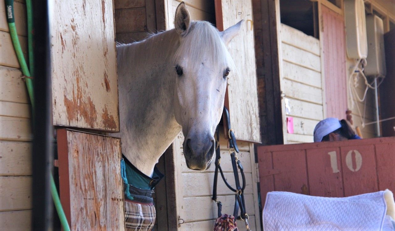 Equine owners transiting horses from GB to NI 'saddled' with extra costs - MP