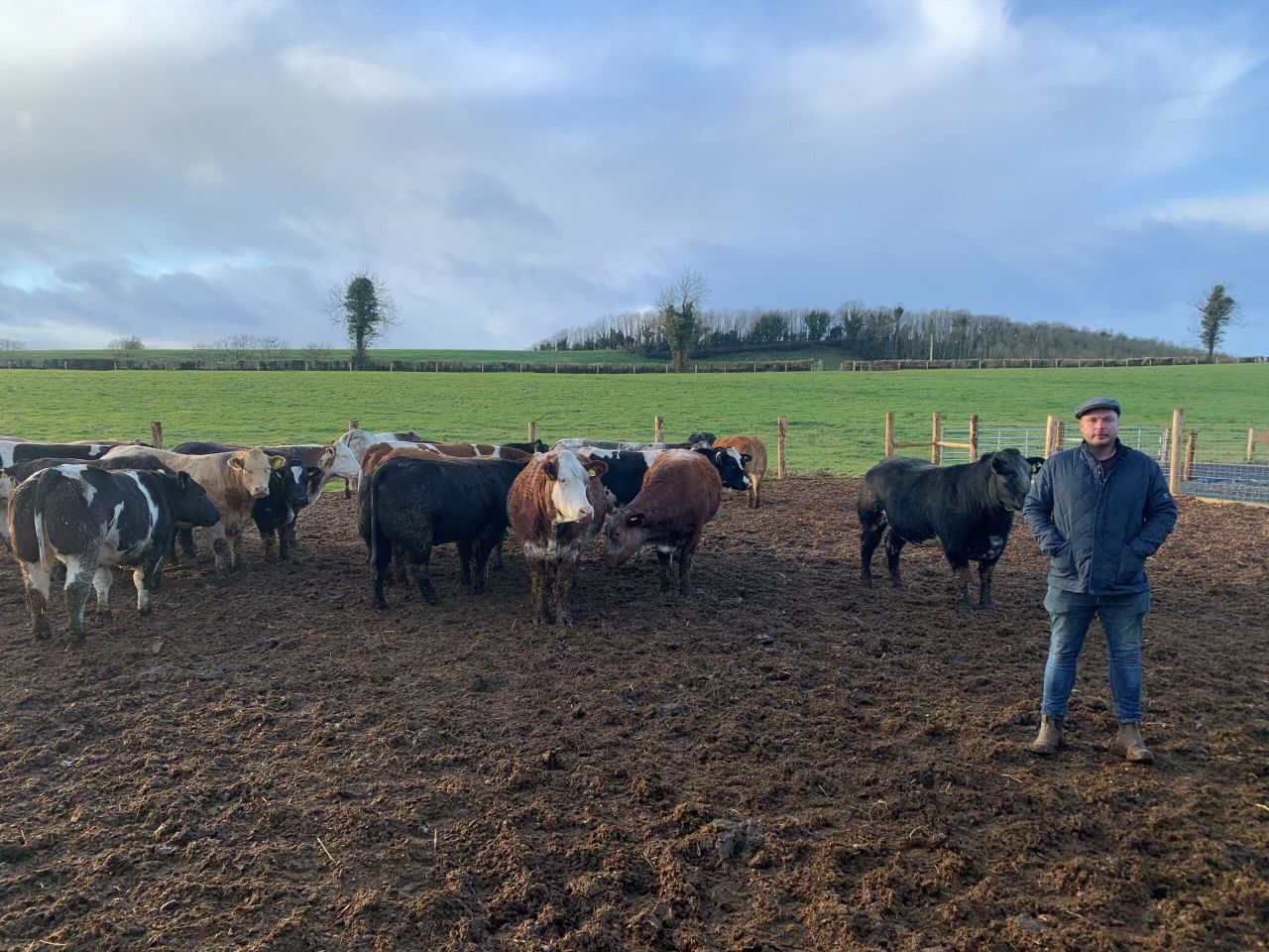 Beef Focus: How 'Herbie's Heifers' is growing its suckler customer base