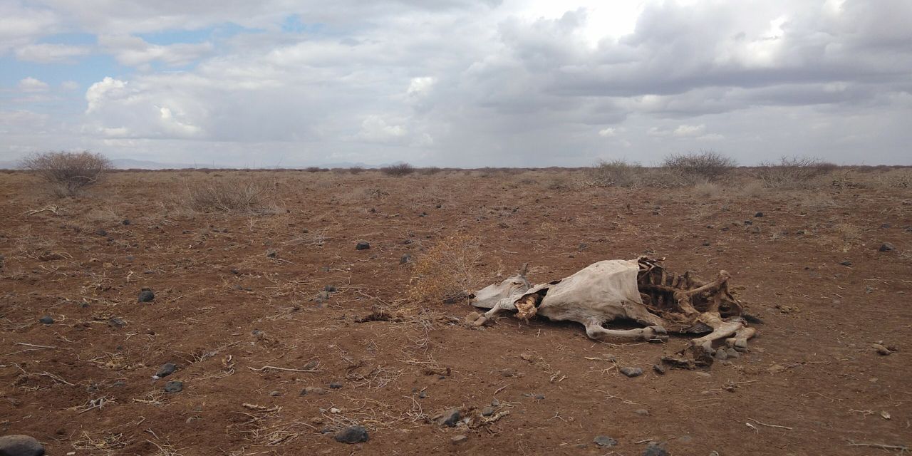How climate change has left millions without food in northern Kenya