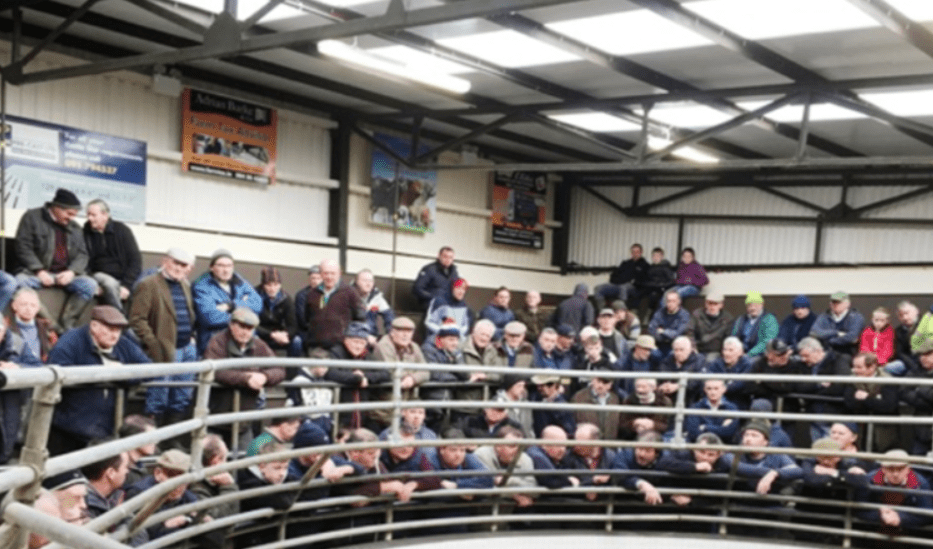 Ballinrobe Mart: Weanling bulls sell to a top price of €2.97/kg
