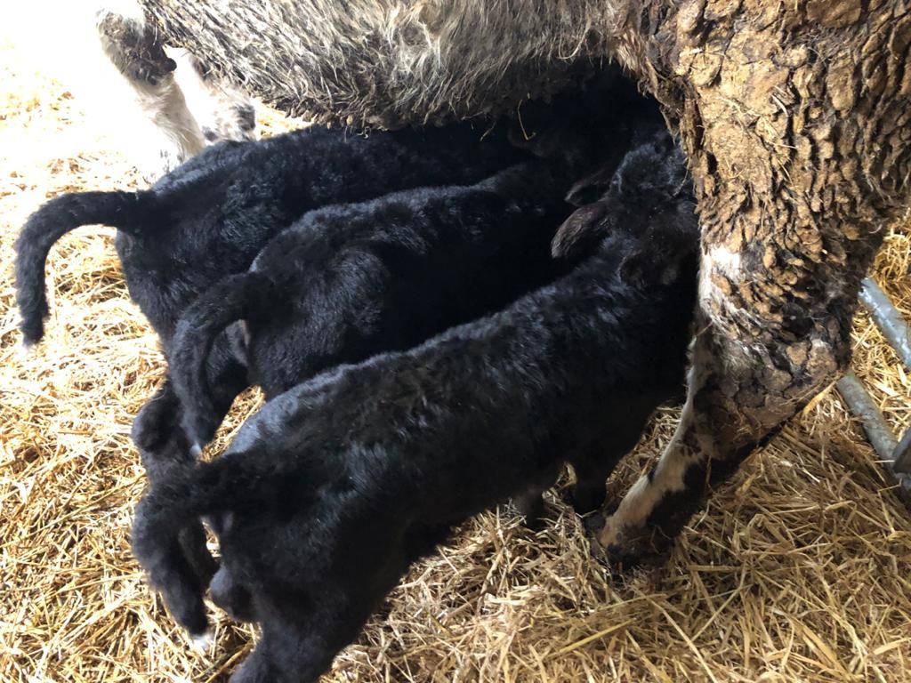 Banishing bad-weather 'Blues': Triplet bull calves thrive in Meath