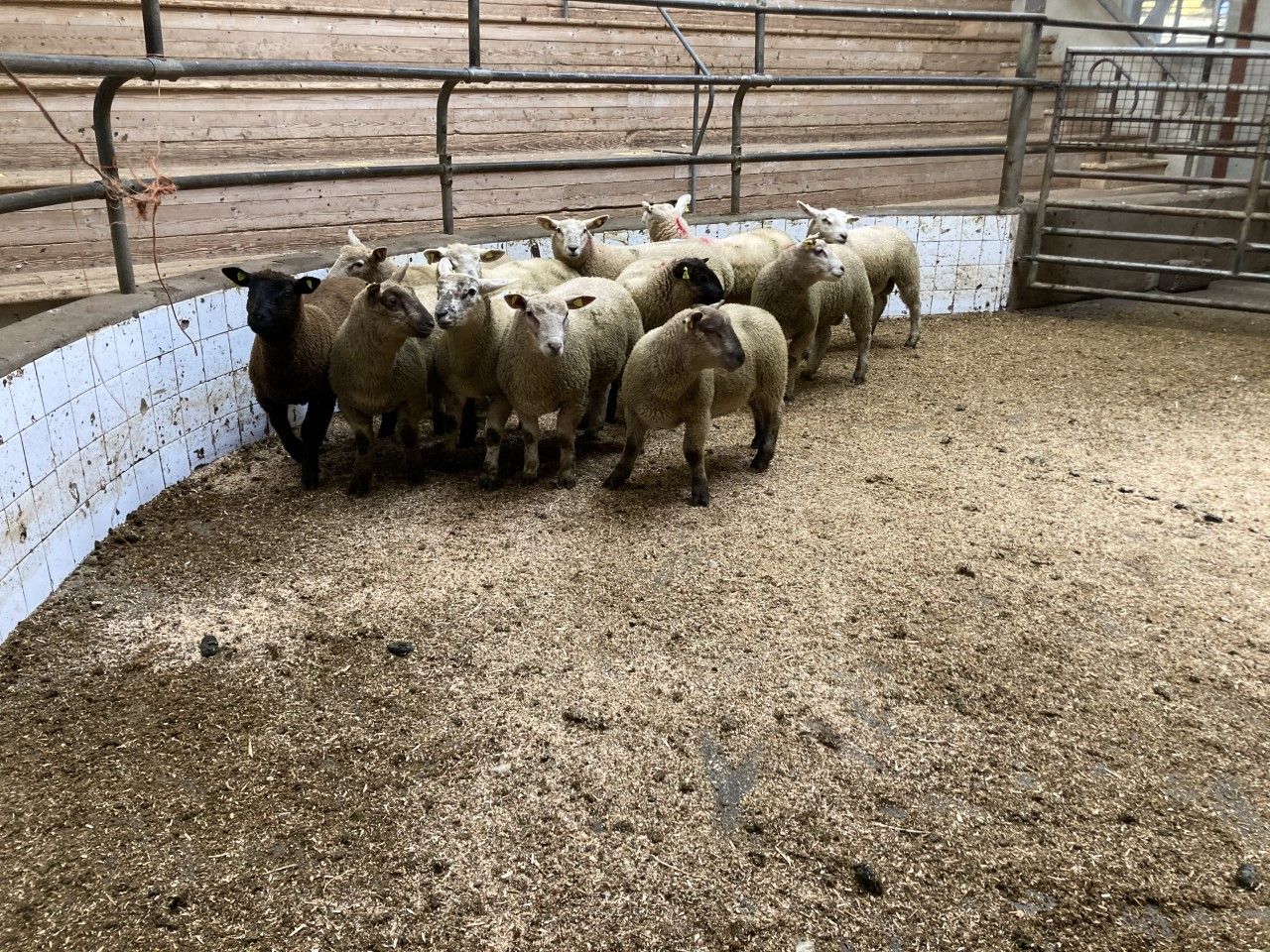 Sheep trade: Spring lamb prices topping €7.90-8.00/kg