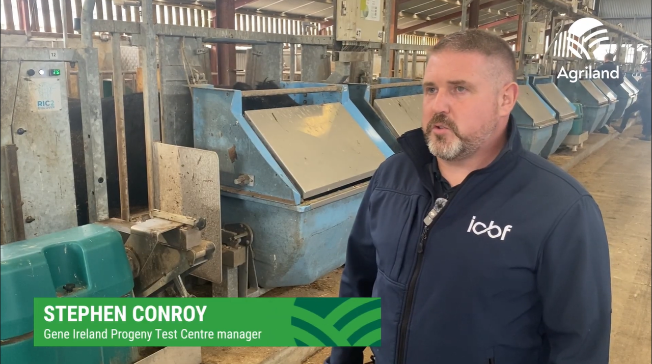 Watch: ABP Demo Farm cattle at ICBF Tully Progeny Test Centre