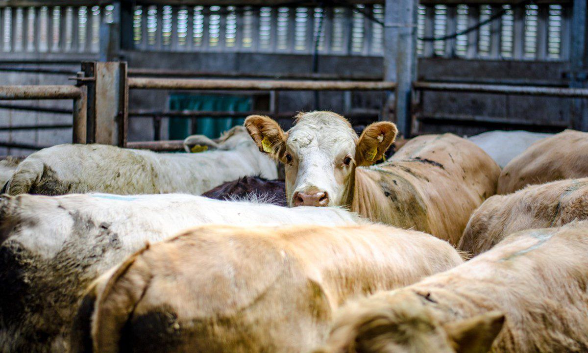 Factory quotes: Major movement of up to 15c/kg in beef price