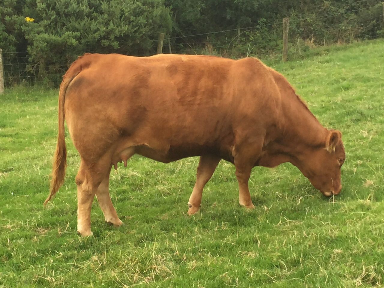 Here's how to breed a 5 star heifer with the revised ICBF ratings