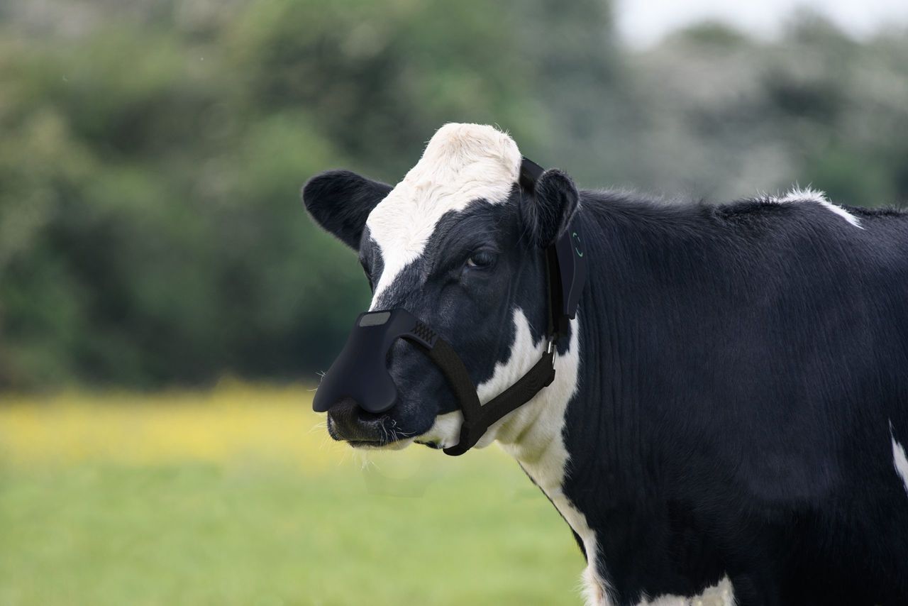Tackling emissions through methane-busting masks for cows