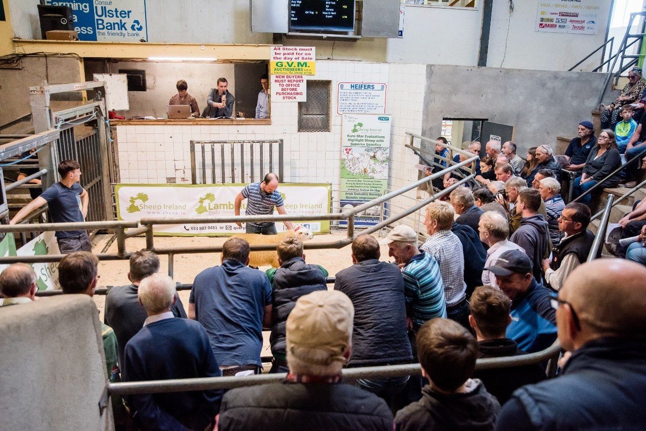Rams hit €1,220 at Sheep Ireland €uroStar Multi-Breed Ram Sale