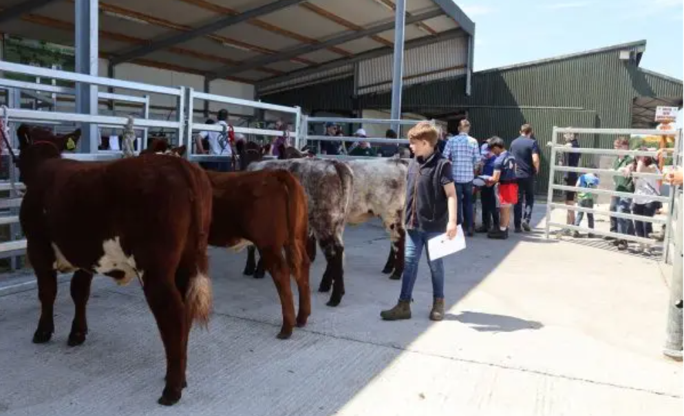 Mike Coffey and Hannah Travers finished as joint winners of the stock-judging competition